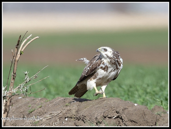 Buse variable